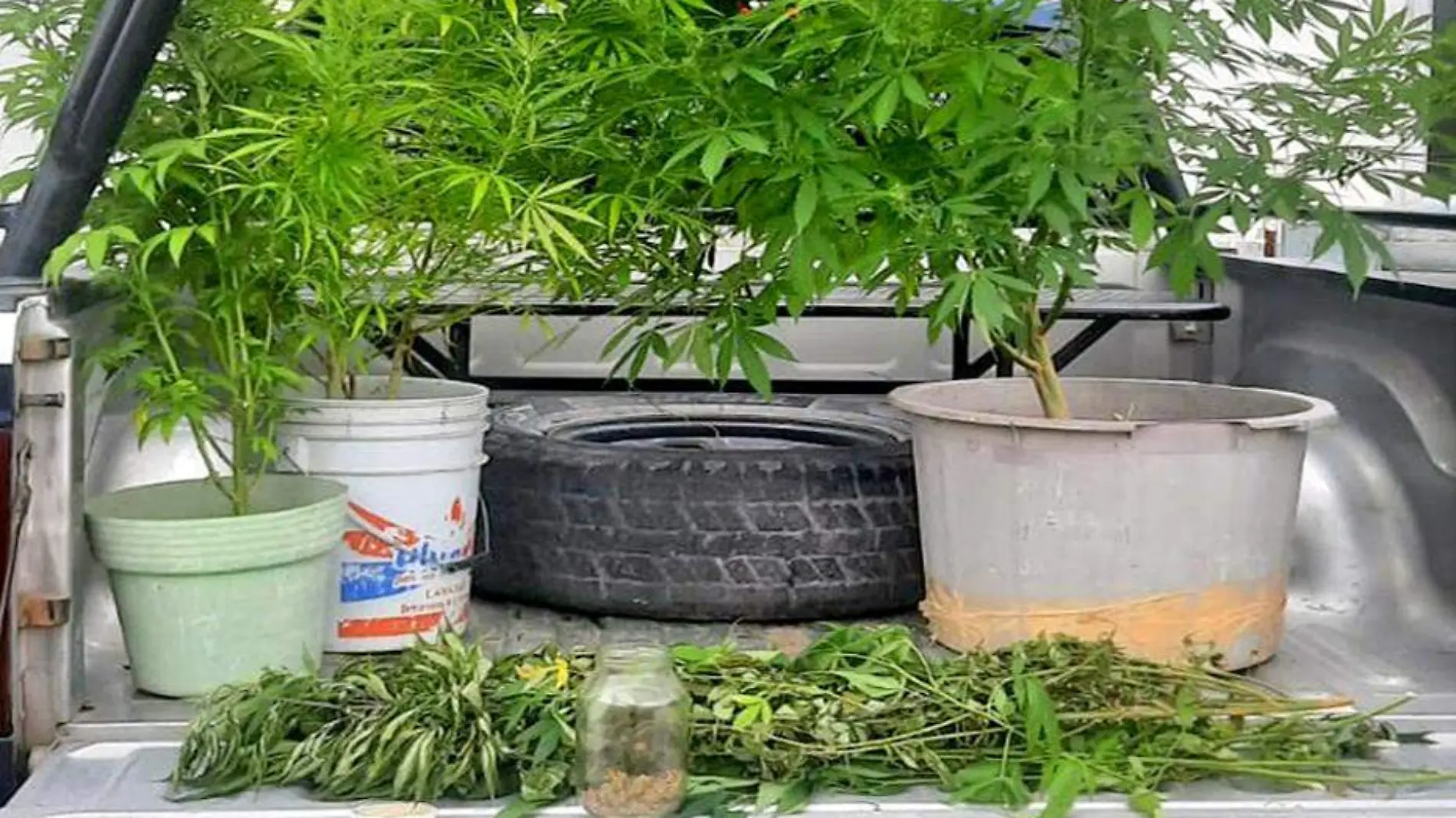 plantas de marihuana